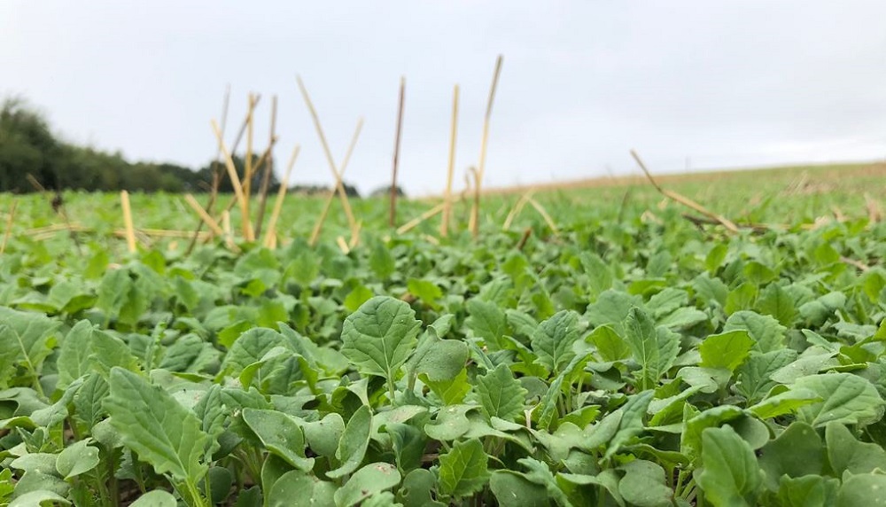 A flush of oilseed rape volunteers in August 